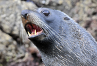 102016 Seal NZ fur.jpg